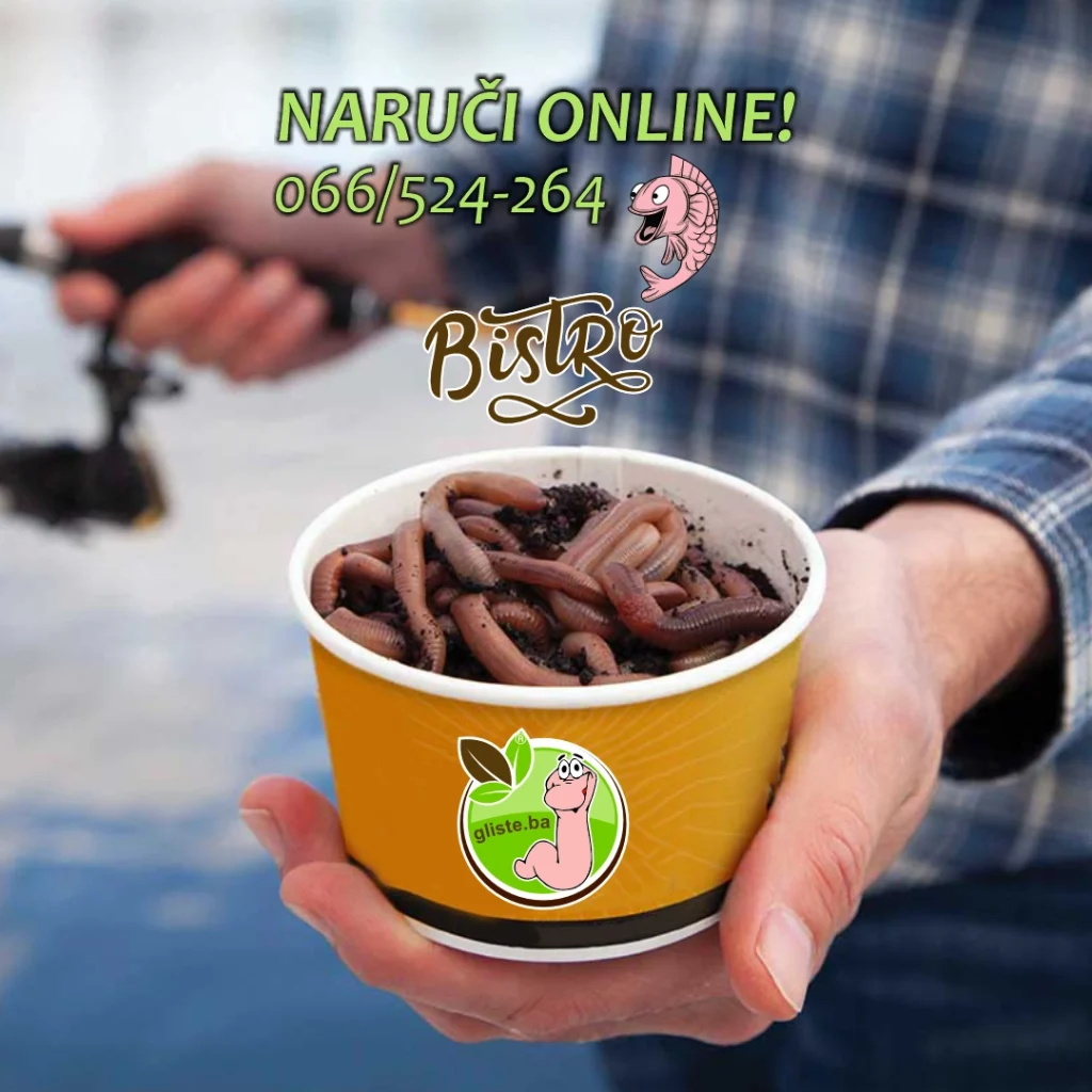 Ribolov na kalifornijske gliste: Zašto su najbolji mamac za ulov koji se pamti